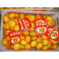 Fob Shenzhen Nanfeng baby mandarin